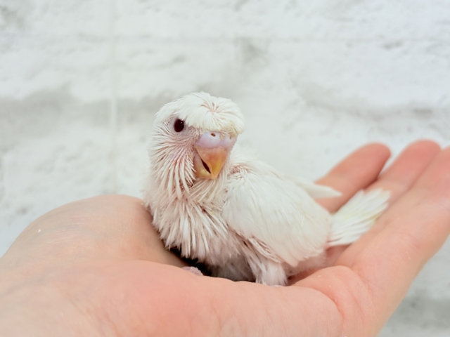 梵天セキセイインコ