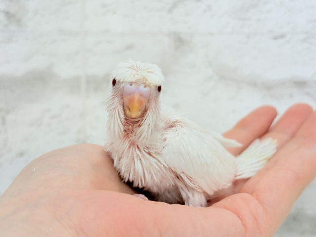 梵天セキセイインコ