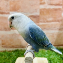 【☆最新画像更新☆】久々にバイオレットオパーリンのコザちゃんがやってきましたよ～💙💛💙💛　コザクラインコ