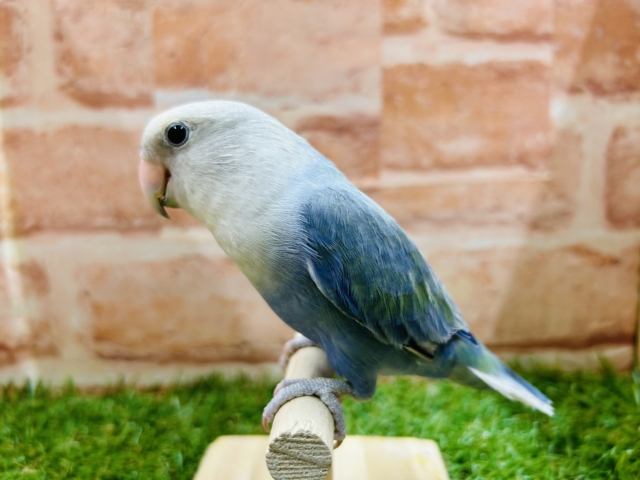 【☆最新画像更新☆】久々にバイオレットオパーリンのコザちゃんがやってきましたよ～💙💛💙💛　コザクラインコ