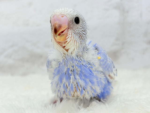 にっこり笑顔に魅了されちゃう♡セキセイインコ(スパングル) ヒナ