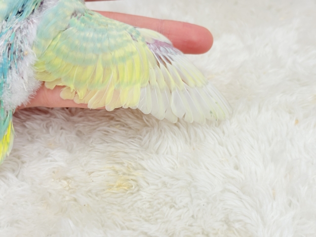 ポップなメロンソーダ🍈🍬セキセイインコ(パステルカラーレインボー) ヒナ セキセイインコ