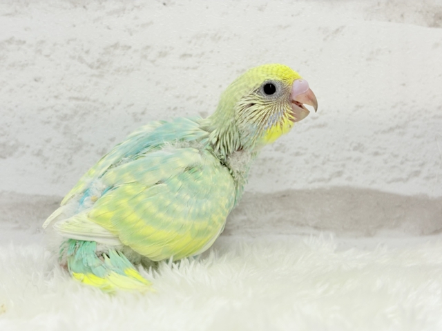 ポップなメロンソーダ🍈🍬セキセイインコ(パステルカラーレインボー) ヒナ セキセイインコ