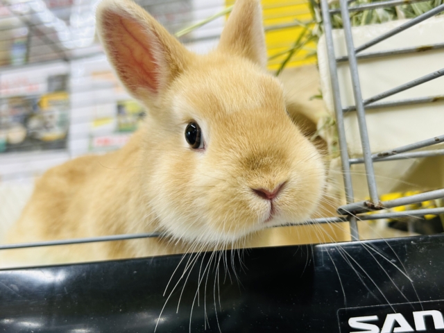 ネザーランドドワーフ