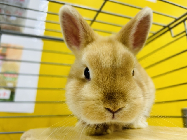 ネザーランドドワーフ