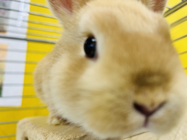 ネザーランドドワーフ