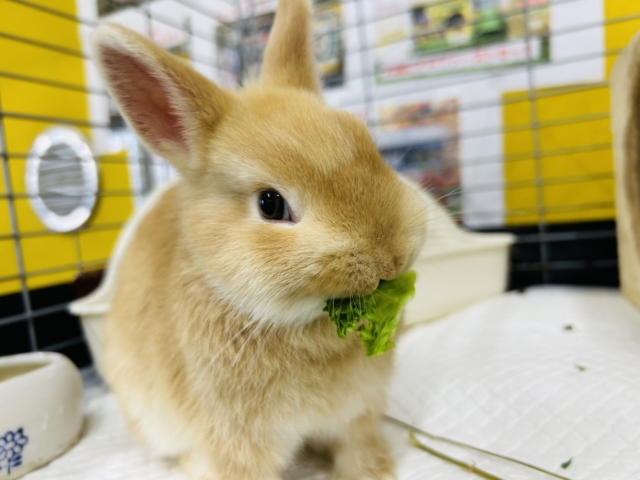 ネザーランドドワーフ