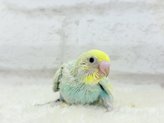 ポップなメロンソーダ🍈🍬セキセイインコ(パステルカラーレインボー) ヒナ セキセイインコ