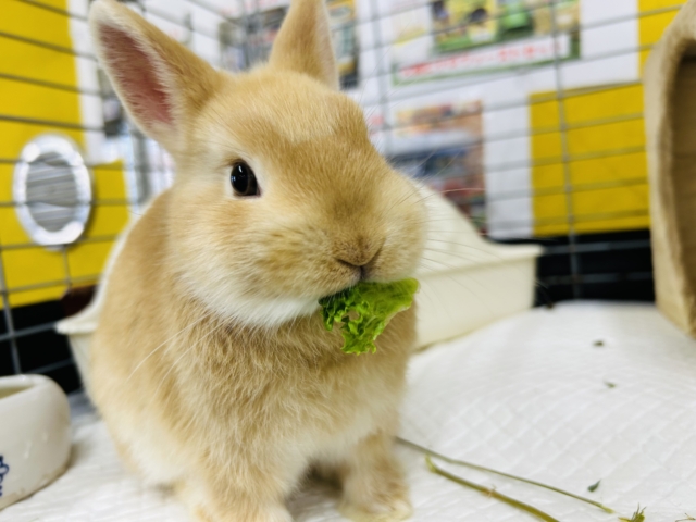 ネザーランドドワーフ