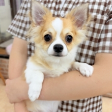 ロングコートチワワ（フォーン&ホワイト）男の子♫むっちりボディが堪りません💕