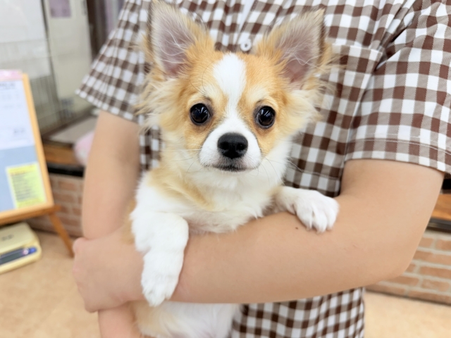 ロングコートチワワ（フォーン&ホワイト）男の子♫むっちりボディが堪りません💕