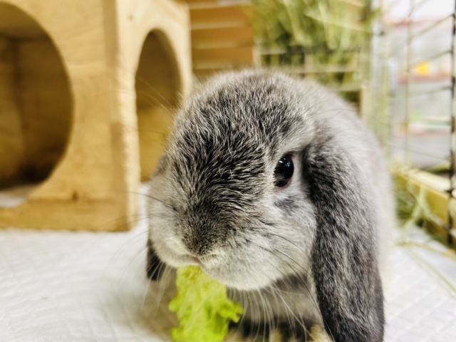 ホーランドロップ