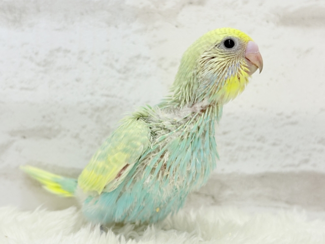 ポップなメロンソーダ🍈🍬セキセイインコ(パステルカラーレインボー) ヒナ セキセイインコ