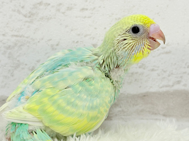 ポップなメロンソーダ🍈🍬セキセイインコ(パステルカラーレインボー) ヒナ ポップなメロンソーダ🍈🍬セキセイインコ(パステルカラーレインボー) ヒナ