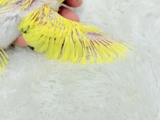 セキセイインコ