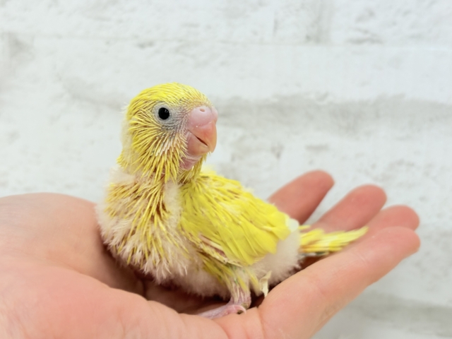 セキセイインコ