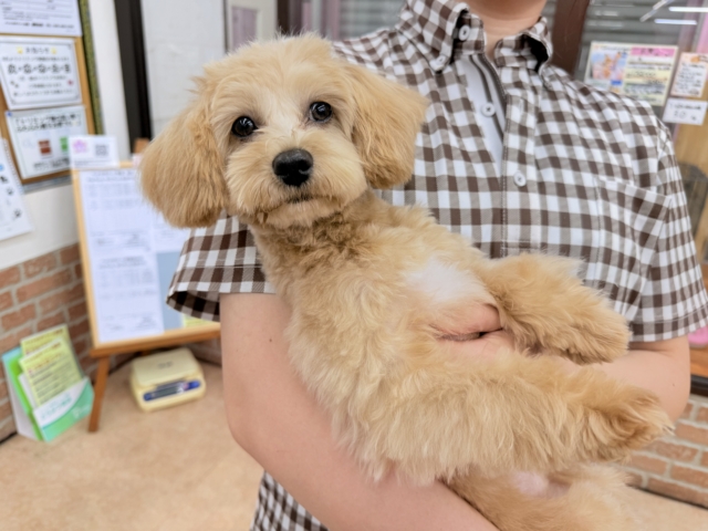 最新画像📸ハーフ犬(トイプードル✖️マルチーズ)女の子♪お散歩いつでも行けるよ! マルプー