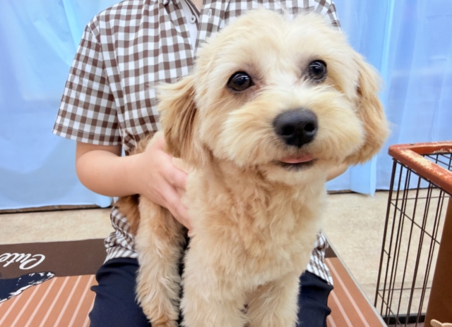 最新画像📸ハーフ犬（トイプードル✖️マルチーズ）女の子♪お散歩いつでも行けるよ！