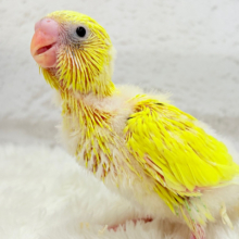 ピッカピッカたまごちゃん🐣💛セキセイインコ(黄色ハルクイン) ヒナ