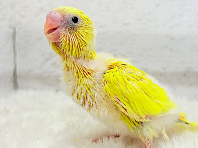 ピッカピッカたまごちゃん🐣💛セキセイインコ(黄色ハルクイン) ヒナ