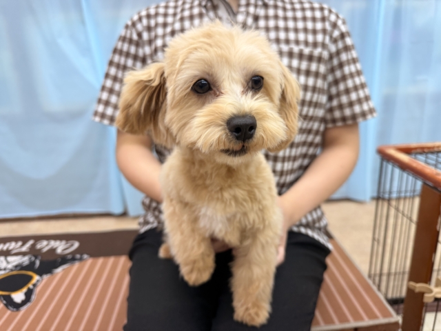 最新画像📸ハーフ犬(トイプードル✖️マルチーズ)女の子♪お散歩いつでも行けるよ! マルプー