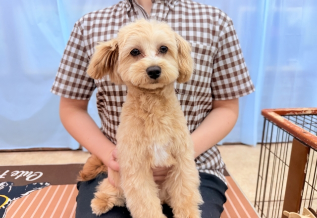 最新画像📸ハーフ犬(トイプードル✖️マルチーズ)女の子♪お散歩いつでも行けるよ! マルプー