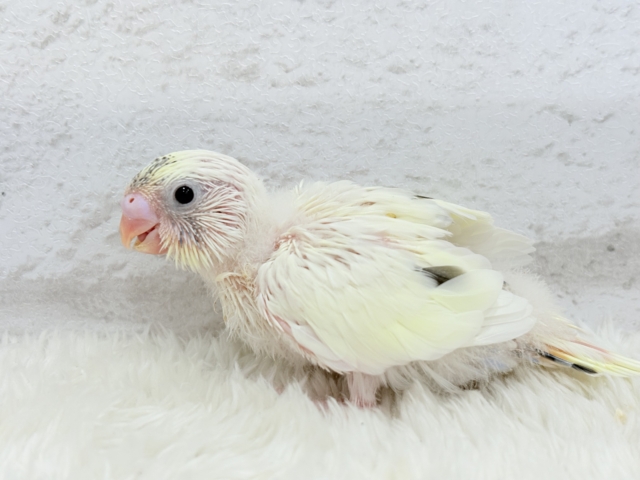 ほわぽわクリーミー🥞セキセイインコ(クリームハルクイン) ヒナ セキセイインコ