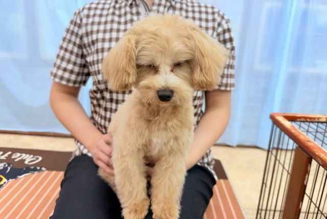 最新画像📸ハーフ犬(トイプードル✖️マルチーズ)女の子♪お散歩いつでも行けるよ! マルプー