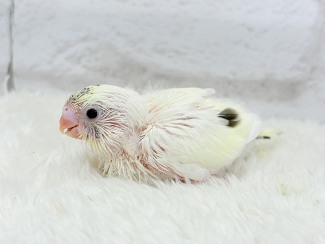 ほわぽわクリーミー🥞セキセイインコ(クリームハルクイン) ヒナ セキセイインコ