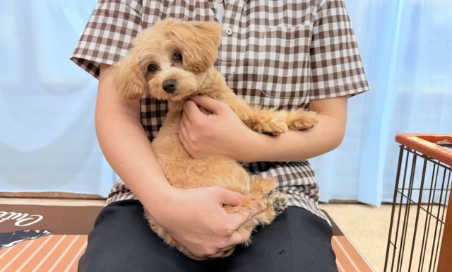 最新画像📸ハーフ犬(トイプードル✖️マルチーズ)女の子♪お散歩いつでも行けるよ! マルプー