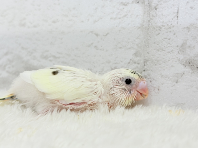 ほわぽわクリーミー🥞セキセイインコ(クリームハルクイン) ヒナ セキセイインコ