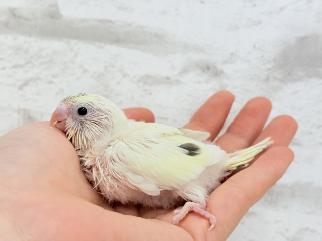 ほわぽわクリーミー🥞セキセイインコ(クリームハルクイン) ヒナ セキセイインコ