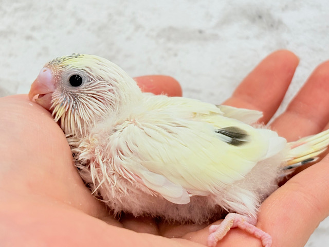 ほわぽわクリーミー🥞セキセイインコ(クリームハルクイン) ヒナ ほわぽわクリーミー🥞セキセイインコ(クリームハルクイン) ヒナ
