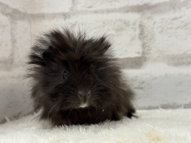 ペルビアンモルモット