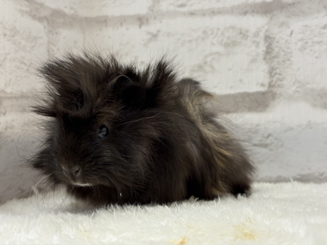 ペルビアンモルモット