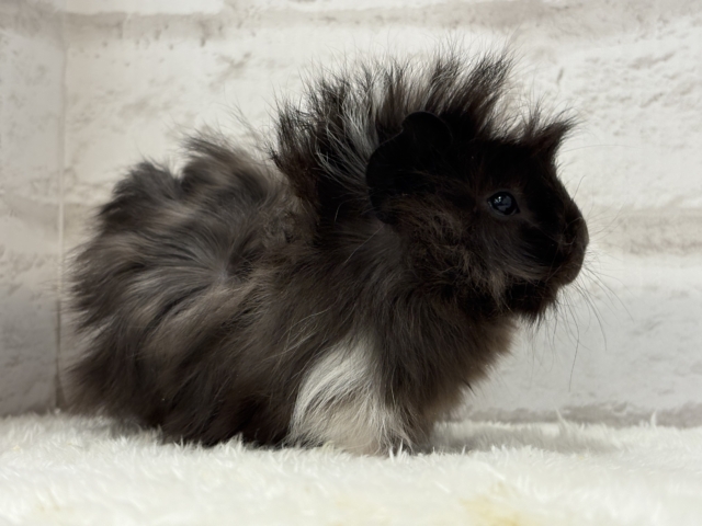 ペルビアンモルモット