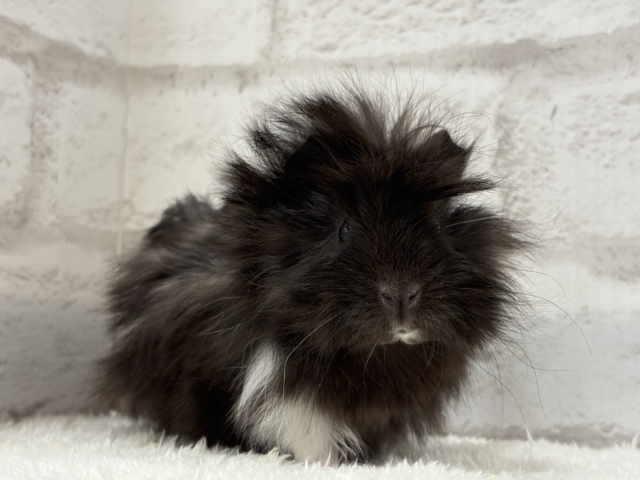 ペルビアンモルモット