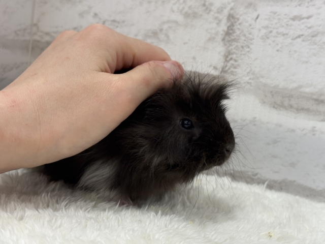 ペルビアンモルモット