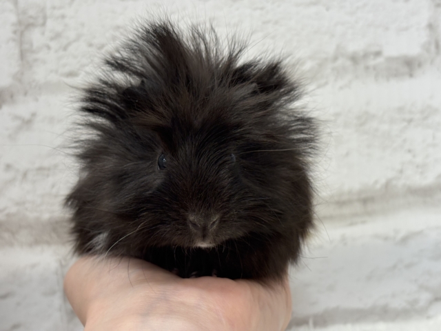 ペルビアンモルモット