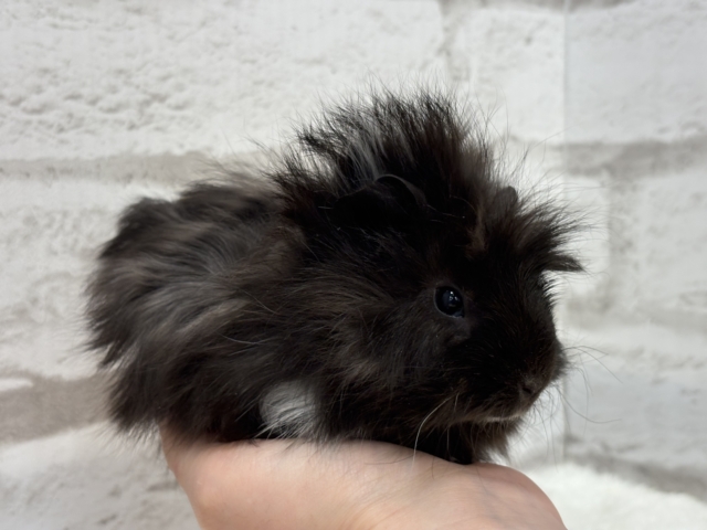 ペルビアンモルモット