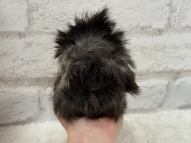 ペルビアンモルモット