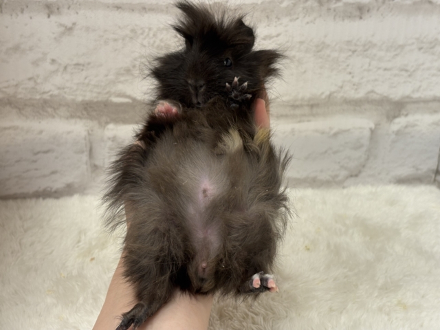 ペルビアンモルモット