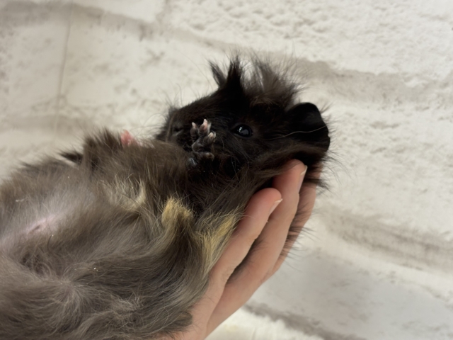 ペルビアンモルモット