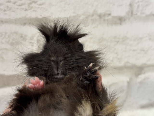 ペルビアンモルモット