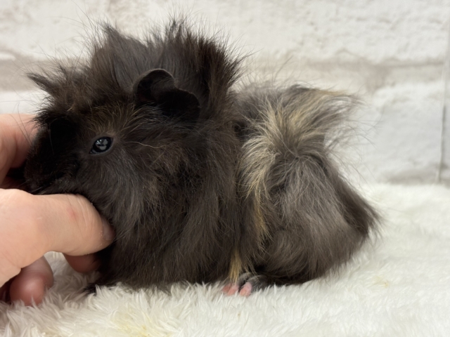 ペルビアンモルモット