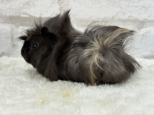 ペルビアンモルモット