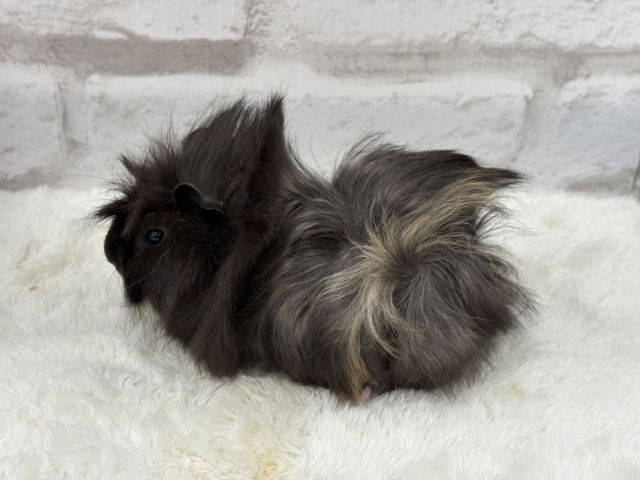 ペルビアンモルモット