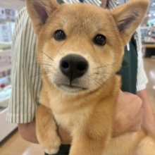 特大笑顔のお届けじゃ〜！！ポメ柴くん！