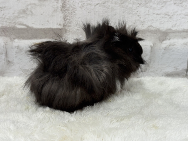 ペルビアンモルモット