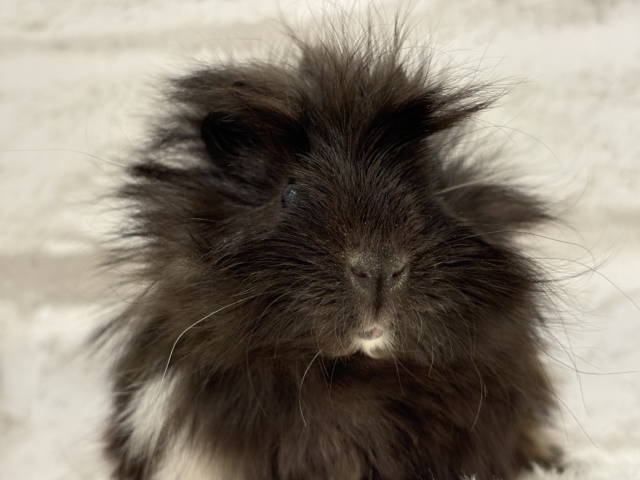 ペルビアンモルモット